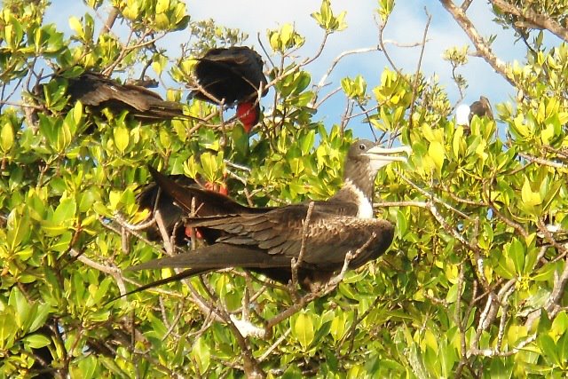 Остров Саут Уотер Кей South Water Caye V31JZ/P Белиз Остров Саут Уотер Кей South Water Caye V31JZ/P Белиз