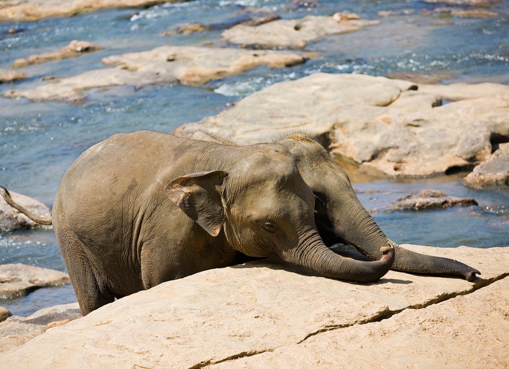 Sri Lanka 4S7JG DX News