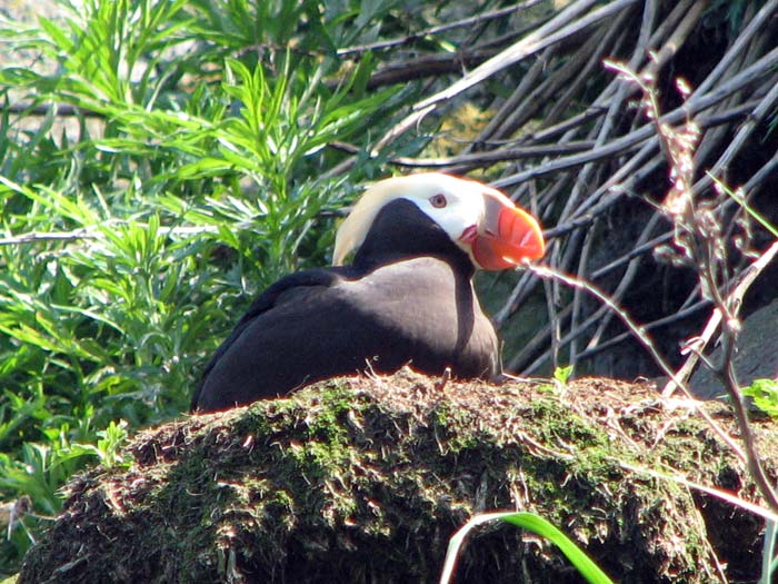 Starichkov Island RU0ZM/P UA0ZC/P RA0ZJ/P UA0ZAM/P DX News