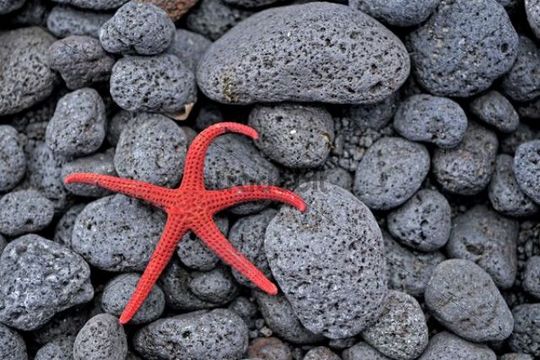 Остров Стромболи ID9/IK8YFU Морская Звезда  Остров Стромболи ID9/IK8YFU Морская Звезда