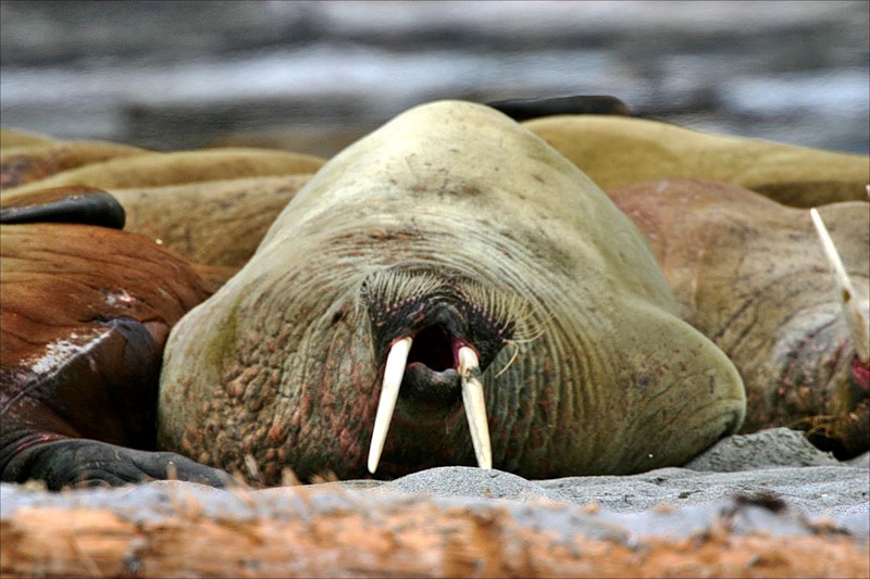 Svalbard Islands JW8BCA Attractions Svalbard Islands JW8BCA Attractions