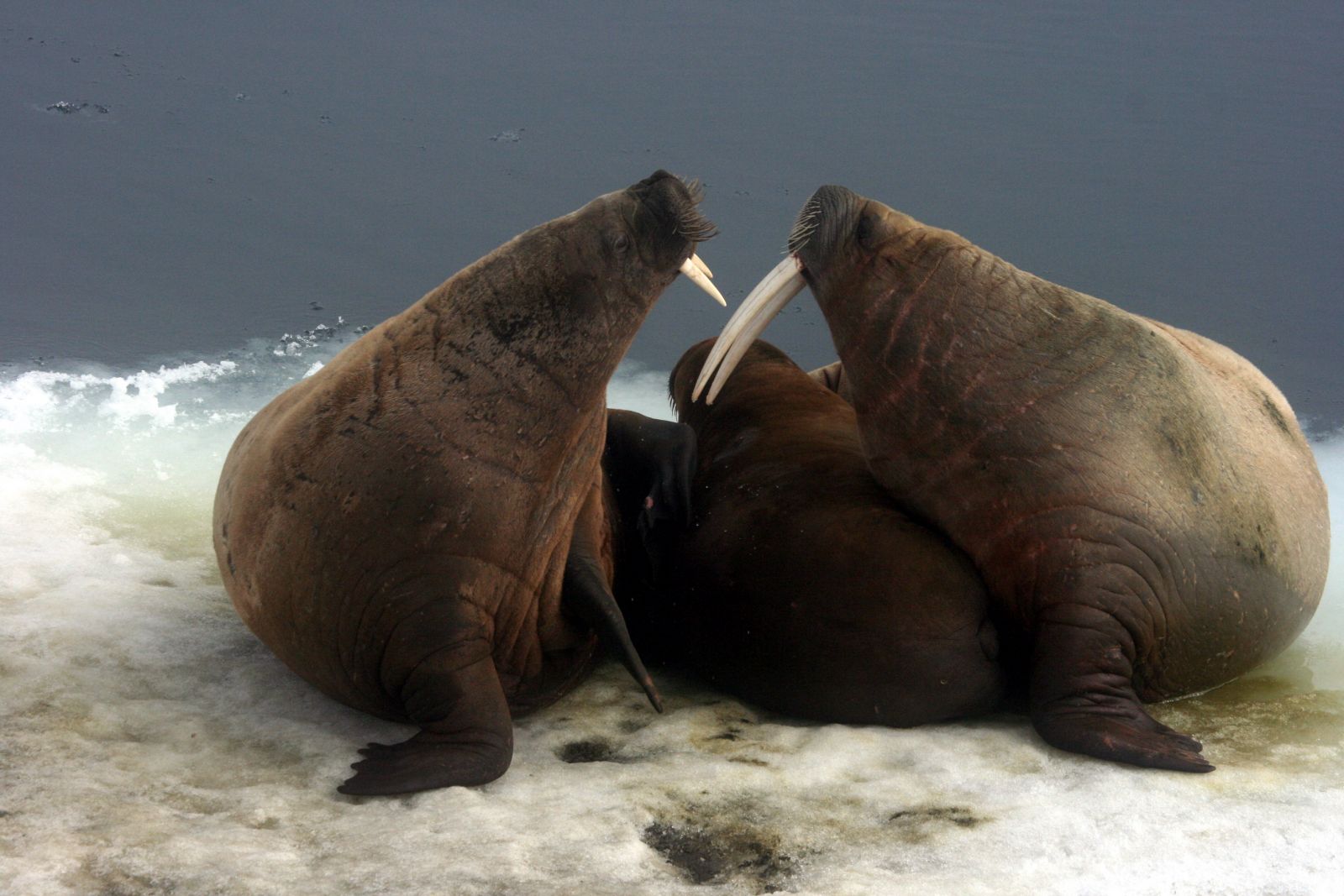 Svalbard JW0FA Tourist Attractions Svalbard JW0FA Tourist Attractions