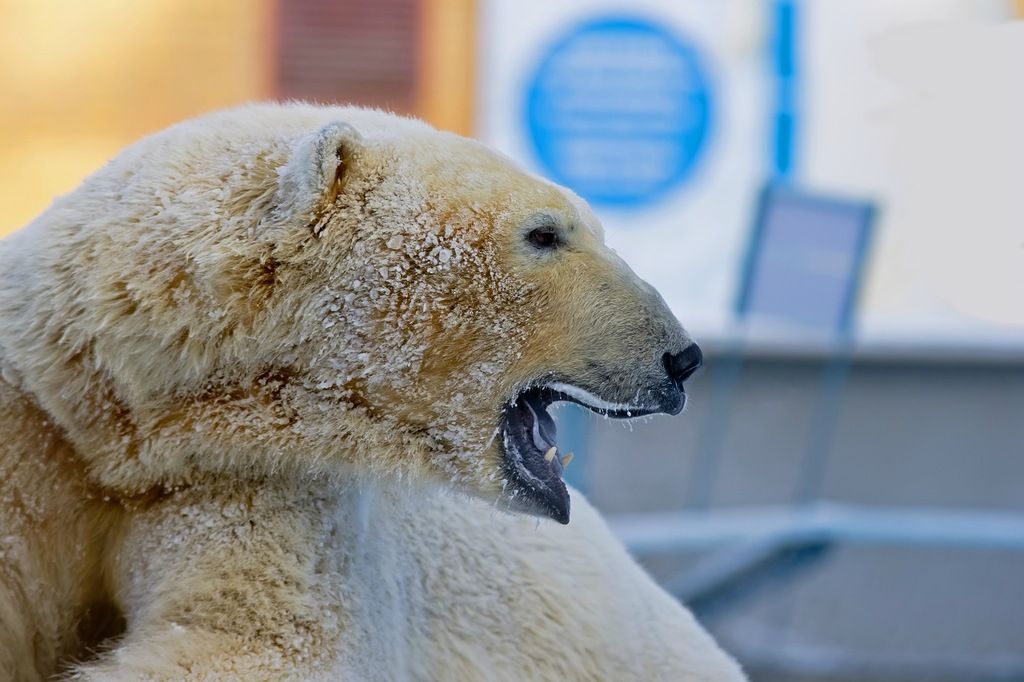 Svalbard JW4OFA Tourist Attractions Svalbard JW4OFA Tourist Attractions