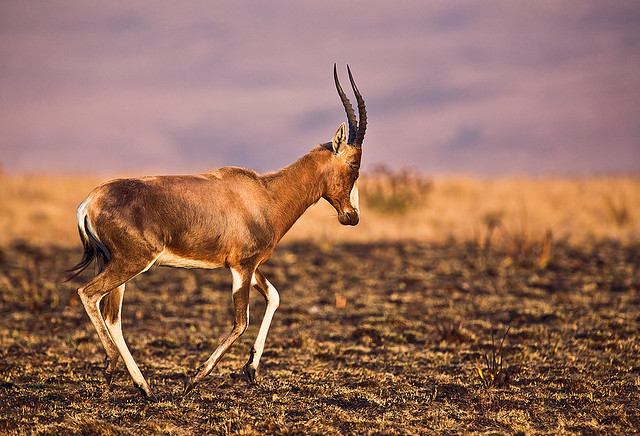 Swaziland 3DA0ET DX News