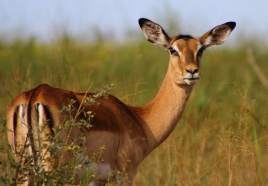 Свазиленд 3DA0MF DX Новости Свазиленд 3DA0MF DX Новости