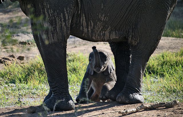 Swaziland 3DA0UQ DX News New Life Swaziland 3DA0UQ DX News New Life