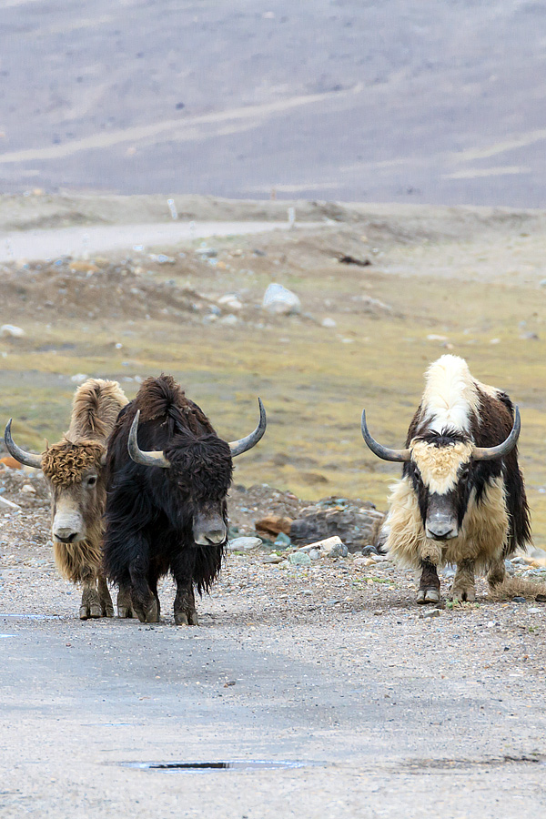 Tajikistan EY8/UA4WHX DX News Tajikistan EY8/UA4WHX DX News