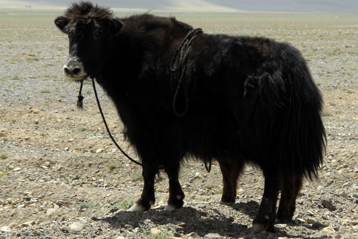 Tajikistan EY8CC DX News Tajikistan EY8CC DX News