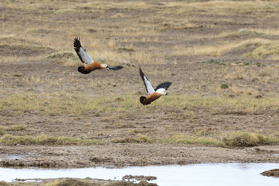 Tajikistan Pamir EY8MM Wild Life WW CW 2012 Tajikistan Pamir EY8MM Wild Life WW CW 2012