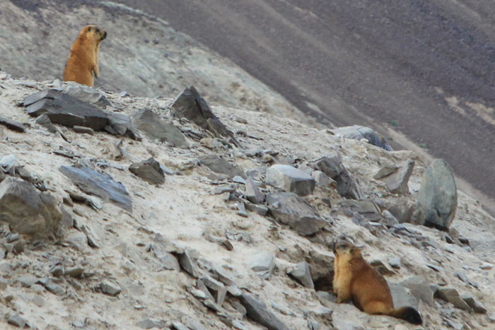 Таджикистан Памир Сурки Таджикистан Памир Сурки