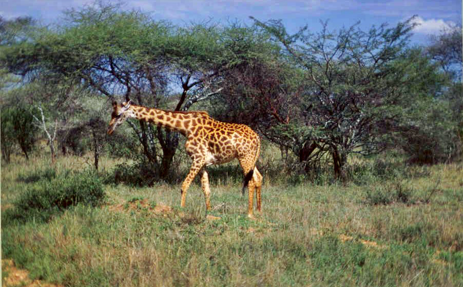 Tanzania 5H2DCL Tanzania 5H2DCL