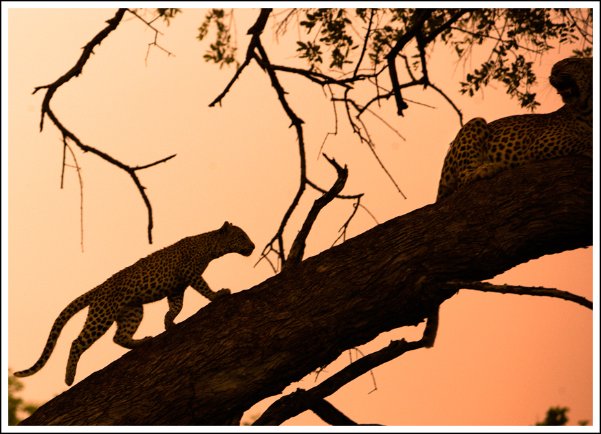 Tanzania 5H3OC DX News Leopard