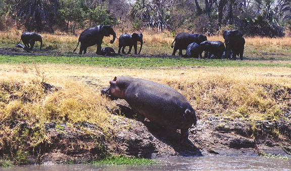 Tanzania DX News 5H3ACR 5I3A Tanzania DX News 5H3ACR 5I3A