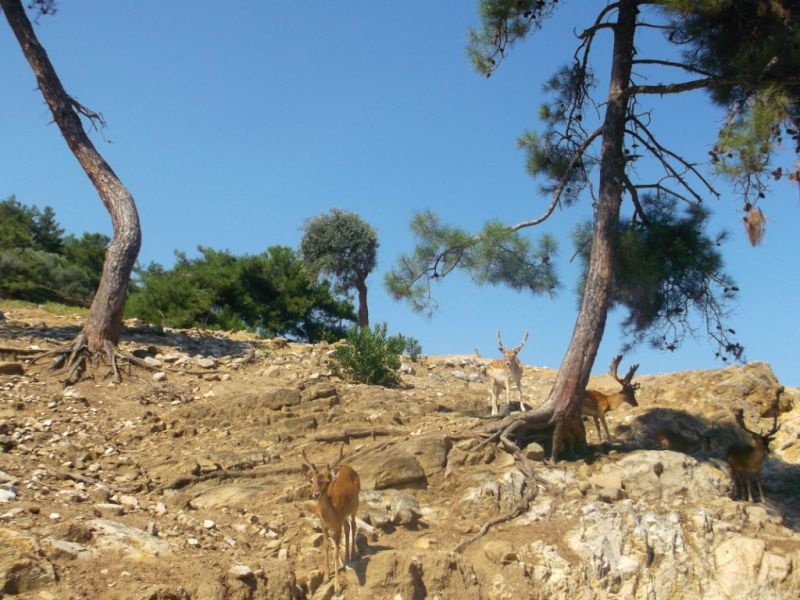 Thassos Island SV8/DH7IF SV8/DH7IF/P Tourist Attractions  Thassos Island SV8/DH7IF SV8/DH7IF/P Tourist Attractions