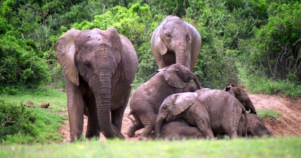 Togo DX News 5V7DX Togo DX News 5V7DX