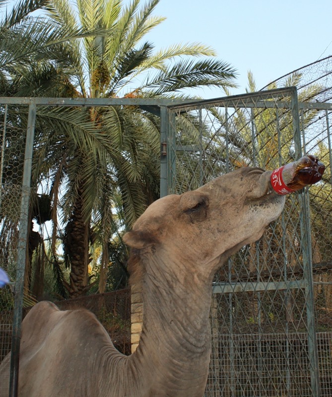 Tunisia 3V8SS WAE CW 2011 Tunisia 3V8SS WAE CW 2011