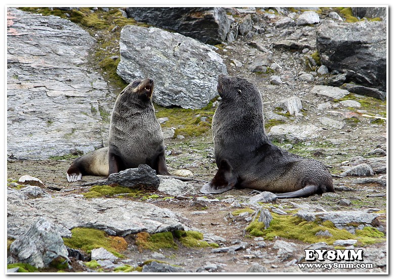 Тюлени Южно Оркнейские Острова VP8ORK Тюлени Южно Оркнейские Острова VP8ORK