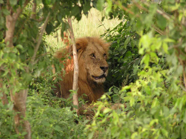 Uganda 5X0CW Lion