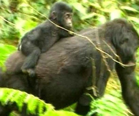 Уганда 5X1NH 2011 Уганда 5X1NH 2011