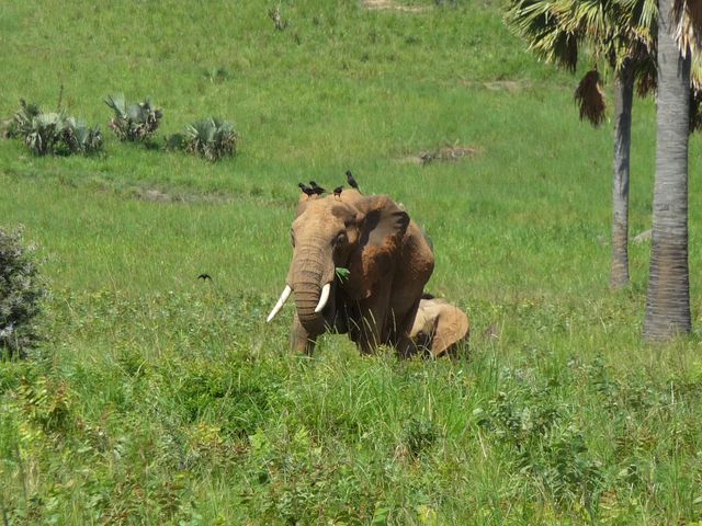 Uganda 5X1RO Image 10 Elephant Uganda 5X1RO Image 10 Elephant