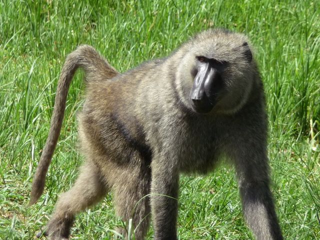 Uganda 5X1RO Image 15 Monkey Uganda 5X1RO Image 15 Monkey