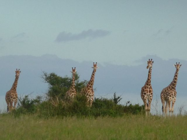 Uganda 5X1RO Image 20 Giraffes Uganda 5X1RO Image 20 Giraffes