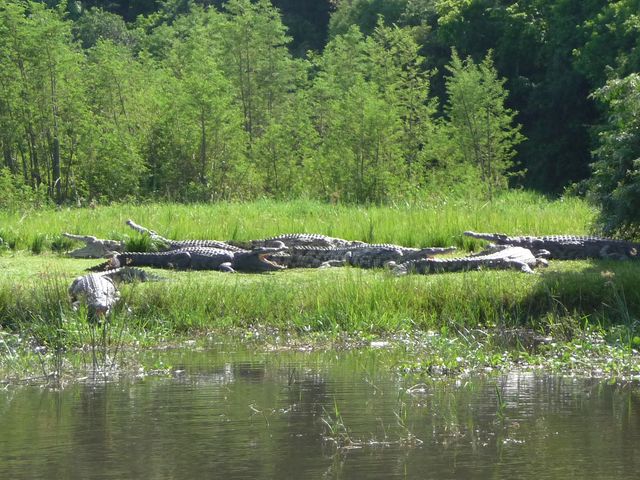 Uganda 5X1RO Image 22 Crocodiles Uganda 5X1RO Image 22 Crocodiles