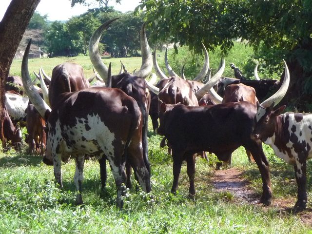 Uganda 5X1RO Imagine 25 Uganda 5X1RO Imagine 25