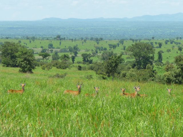Uganda 5X1RO Image 5 Uganda 5X1RO Image 5