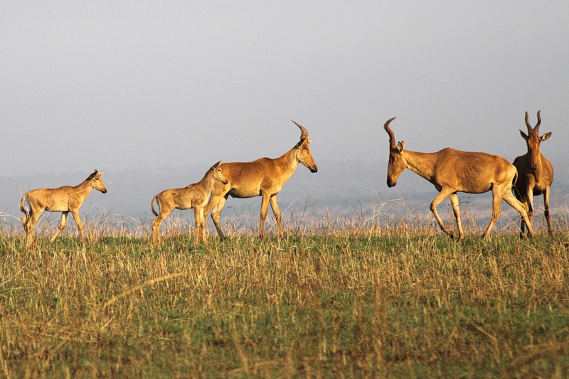 Uganda 5X1RO DX News