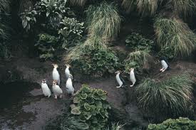 VK0M Macquarie Island VK0M Macquarie Island