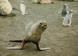 VP8O_South-Orkney-Islands