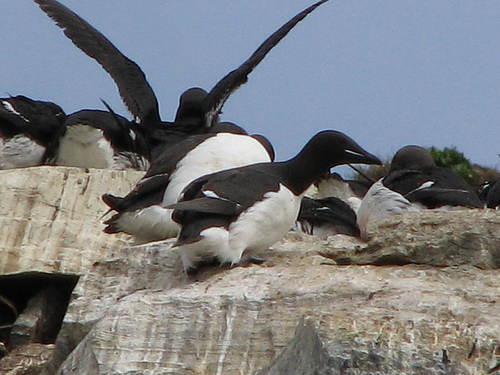Вардо Остров  Вардо Остров