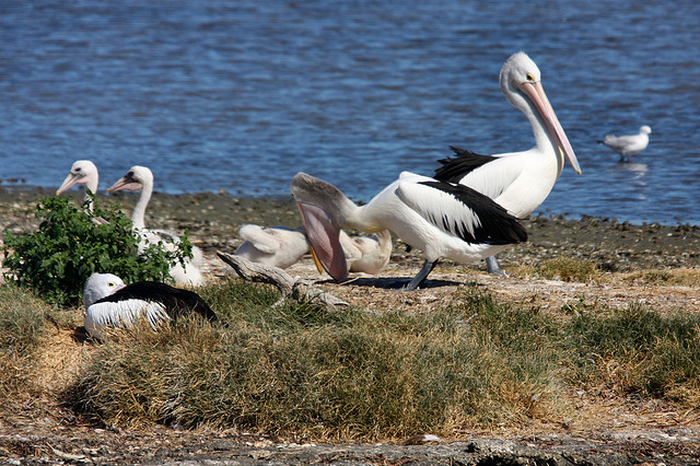 Остров Уоллис FW/F1GHY Остров Уоллис FW/F1GHY