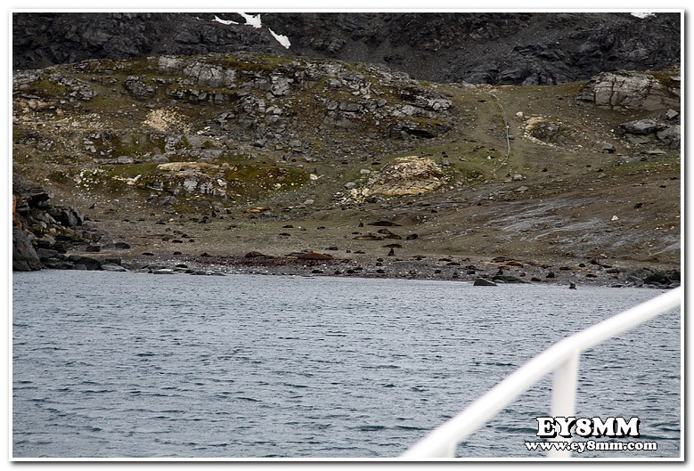 Waterpipe Beach Южно Оркнейские Острова и его обитатели Waterpipe Beach Южно Оркнейские Острова и его обитатели