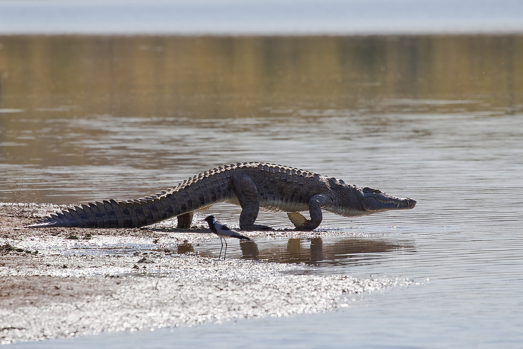 Zimbabwe Z24EA Crocodile Zimbabwe Z24EA Crocodile