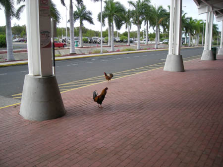 На Тортоле я видел много куриц, даже в аэропорту. На Тортоле я видел много куриц, даже в аэропорту.