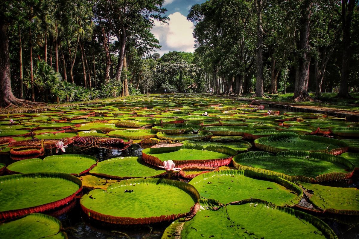 3B8MU Маврикий Туристические достопримечательности 3B8MU Маврикий Туристические достопримечательности