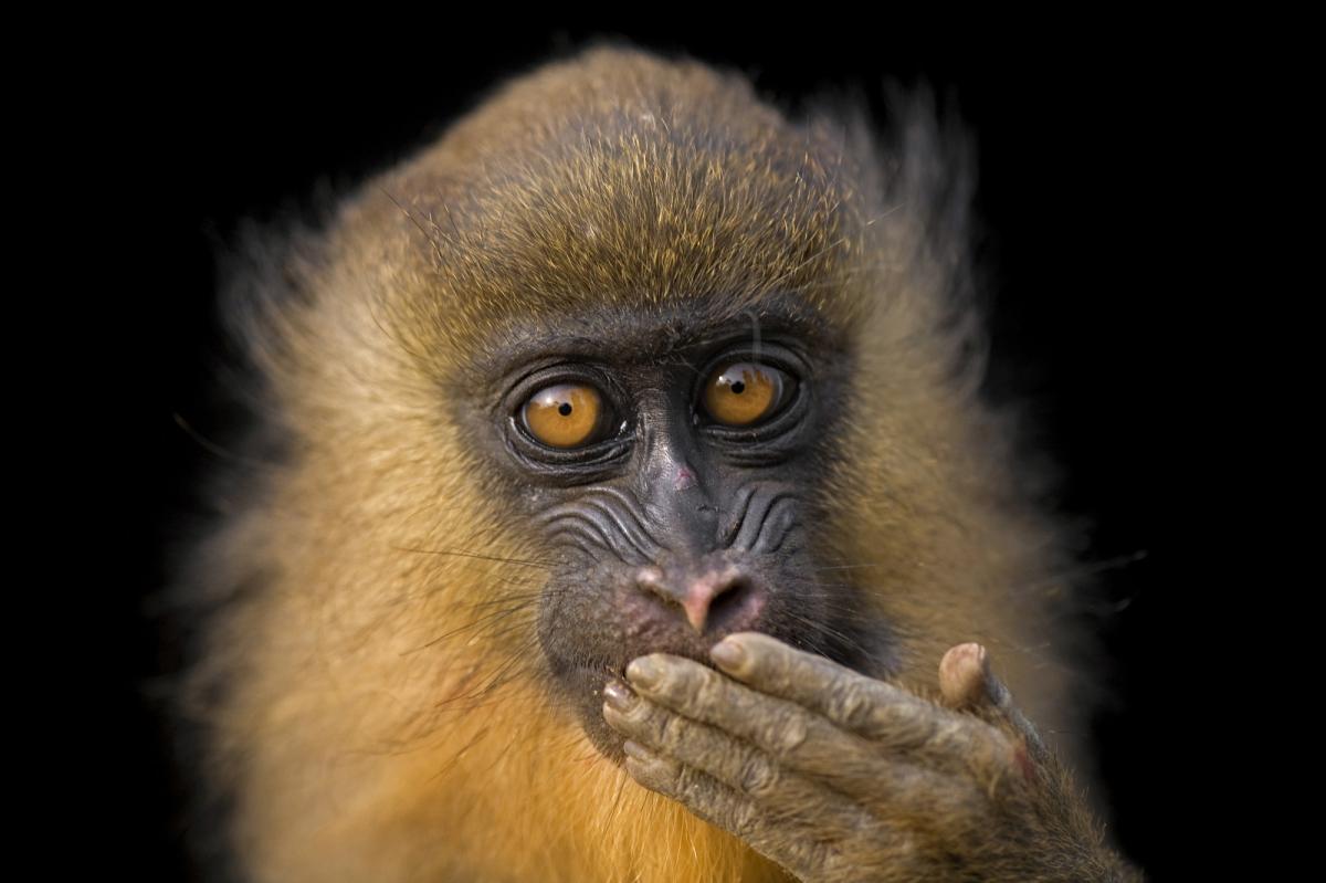 3C2MD Остров Биоко, Экваториальная Гвинея Туристические достопримечательности 3C2MD Остров Биоко, Экваториальная Гвинея Туристические достопримечательности