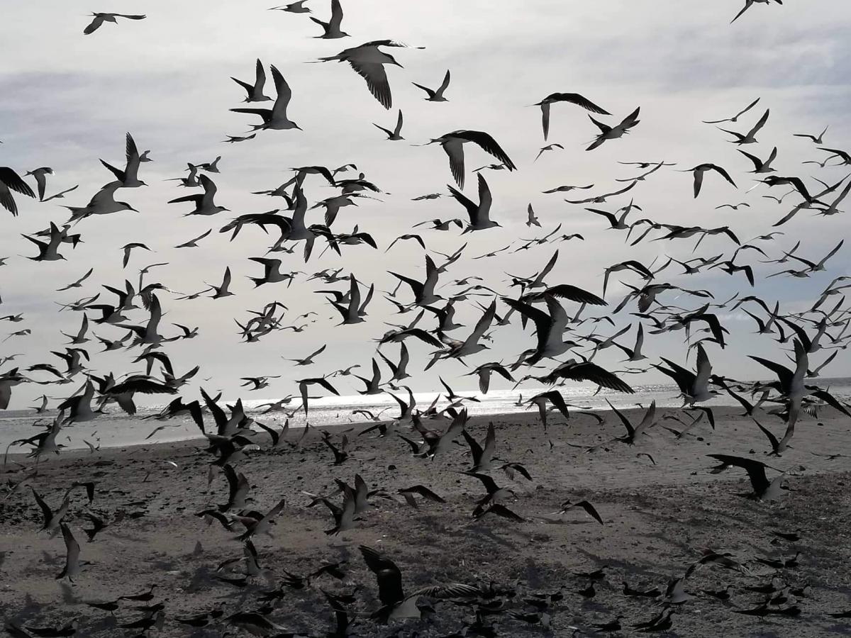 Conway Reef 9 June 2019 DX News 3D2CR Conway Reef 9 June 2019 DX News 3D2CR