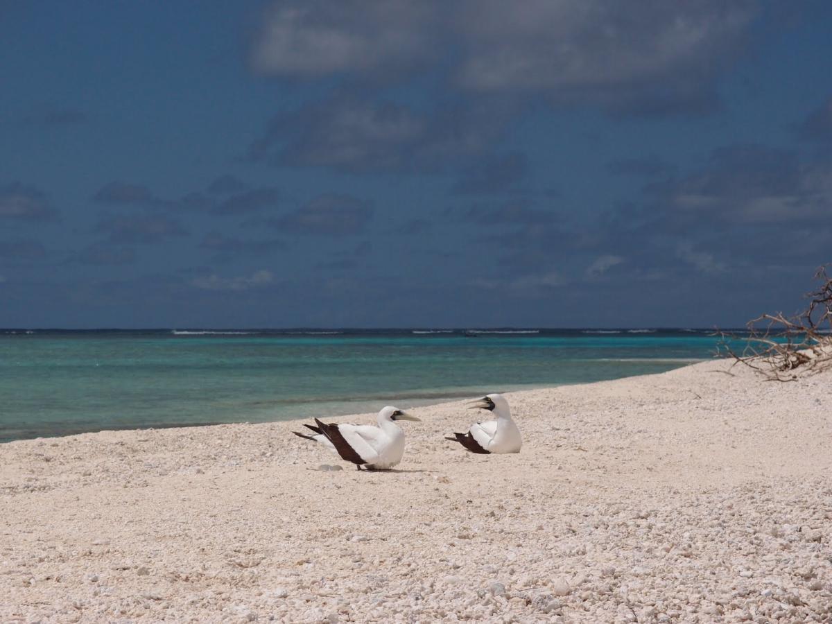 Conway Reef 3D2CR DX News 4 June 2019 Conway Reef 3D2CR DX News 4 June 2019