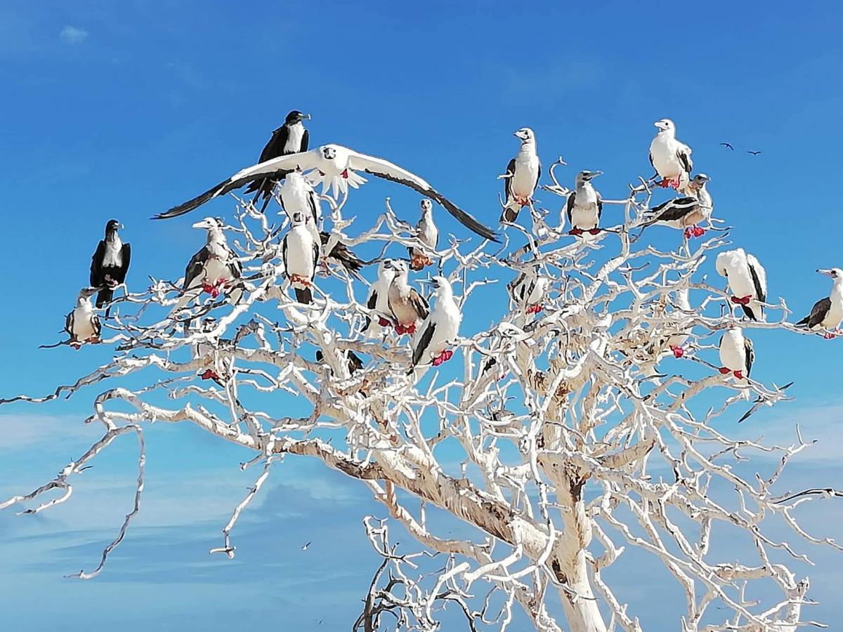 Conway Reef 3D2CR 7 June 2019 DX News Image 2 Conway Reef 3D2CR 7 June 2019 DX News Image 2