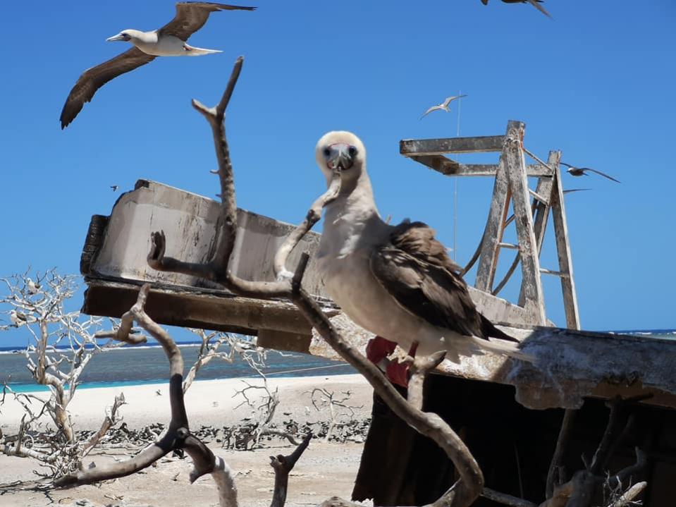 3D2CR Conway Reef Images 2021 Image 22 3D2CR Conway Reef Images 2021 Image 22