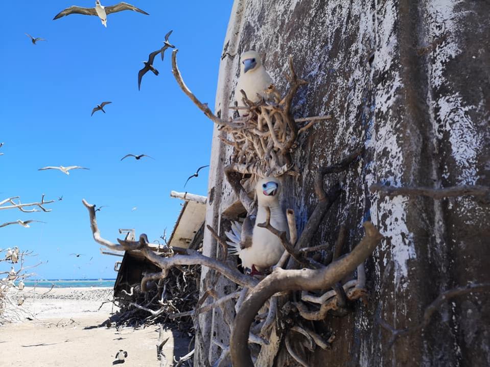 3D2CR Conway Reef Images 2021 Image 24 3D2CR Conway Reef Images 2021 Image 24