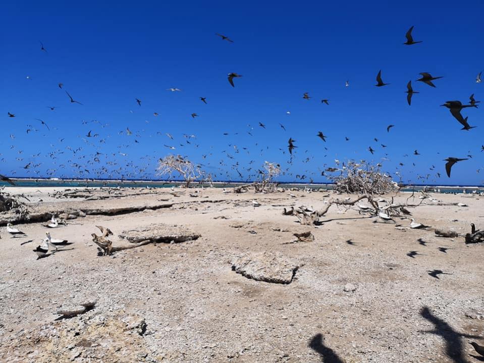 3D2CR Conway Reef Images 2021 Image 26 3D2CR Conway Reef Images 2021 Image 26