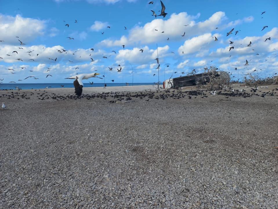 3D2CR Conway Reef News 5 October 2021 3D2CR Conway Reef News 5 October 2021