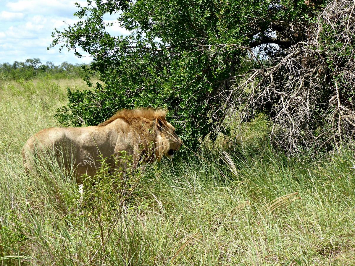 3DA0RR Eswatini DX News 3DA0RR Eswatini DX News