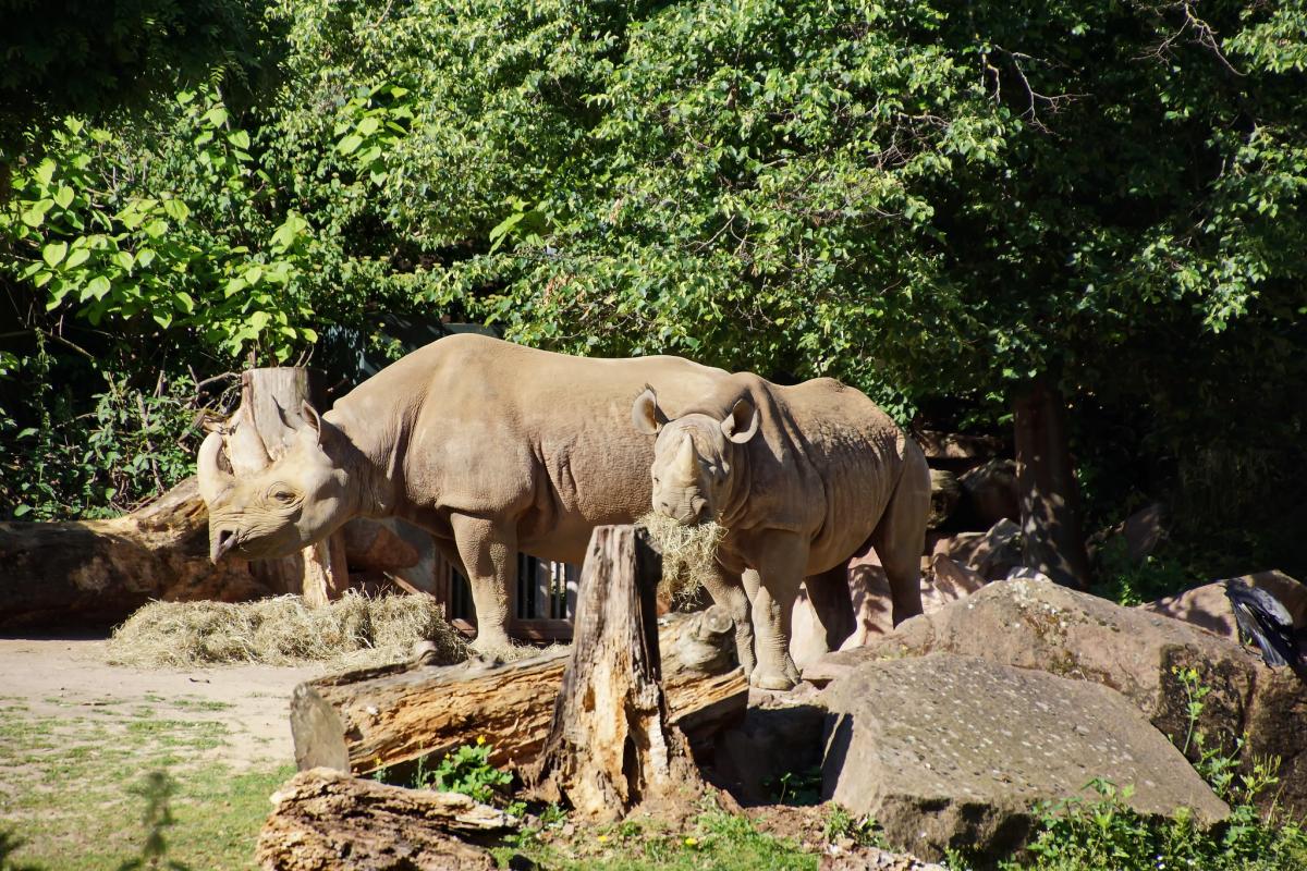 3DA0WW Эсватини DX Новости 3DA0WW Эсватини DX Новости