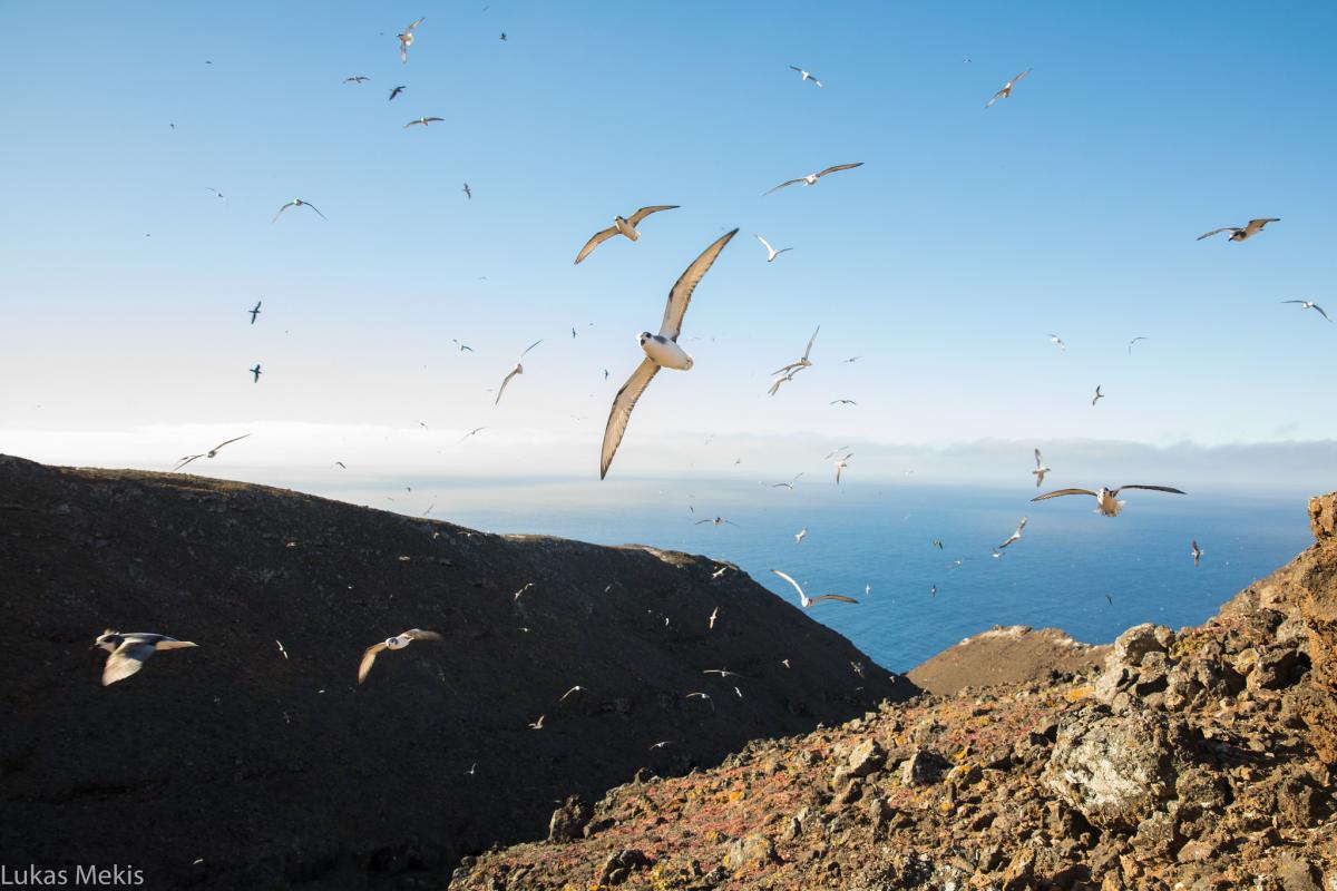 3G0XQ Остров Сан Амбросио 3G0XQ Остров Сан Амбросио