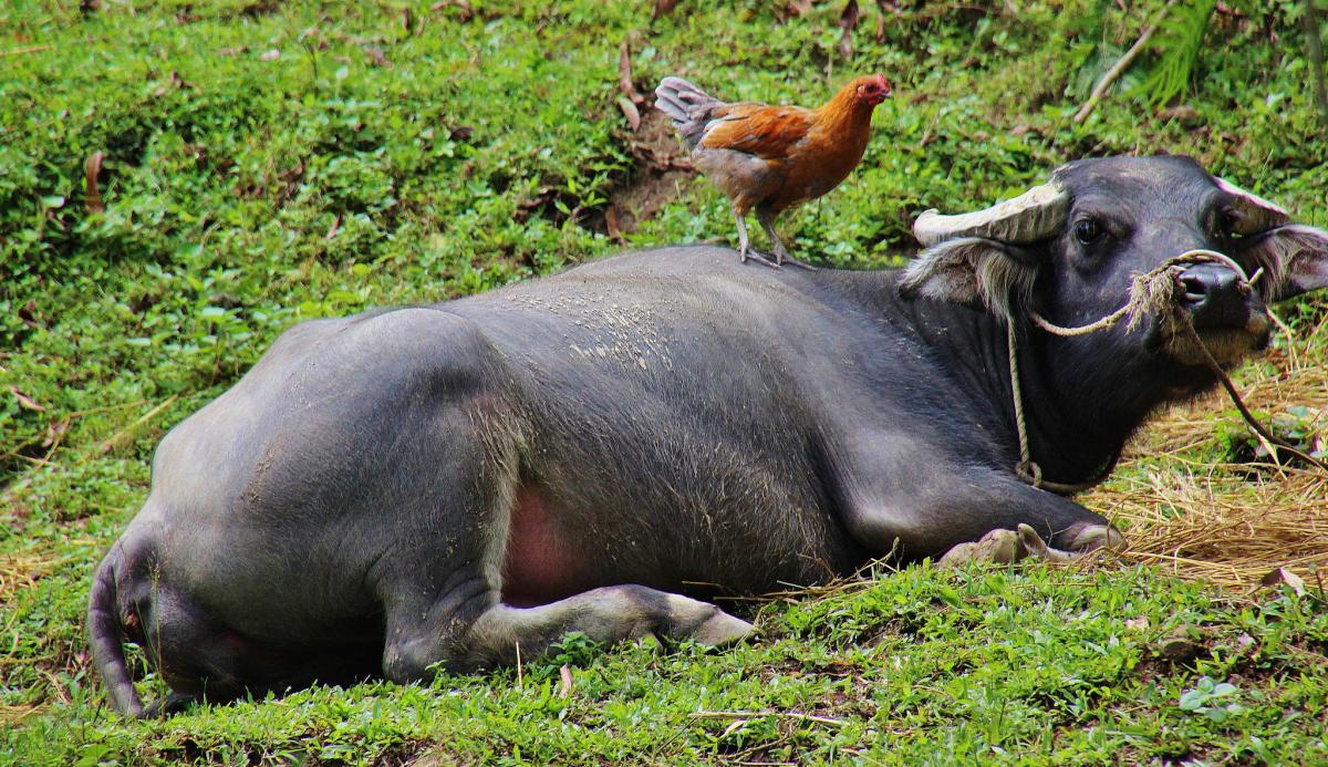 3W9DLE Vietnam 3W9DLE Vietnam